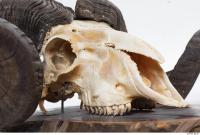 mouflon skull 0012